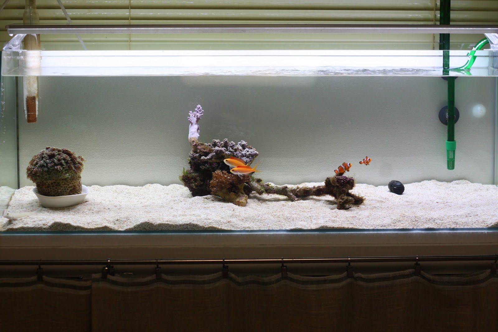 Nokura Aquarium 46日目 止水域 水槽内レイアウト変更