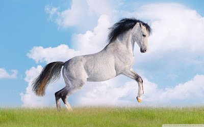 computer wallpaper, wallpapers for computer, wallpaper for computer, horse pictures, free desktop wallpaper of horses, horses wallpapers, horses pictures