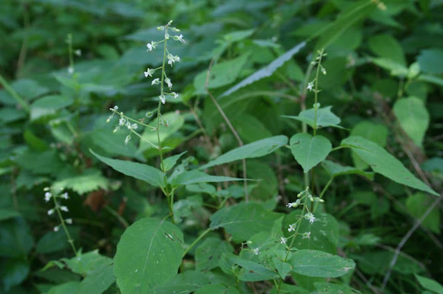 A group of Enchanter's Nightshade with racemes of small, white flowers.