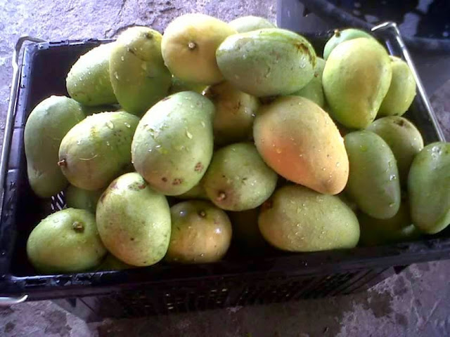 Pulut Mangga Harum Manis