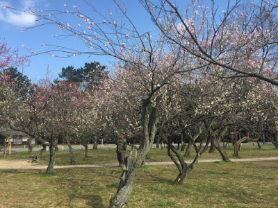 京都御所の梅林