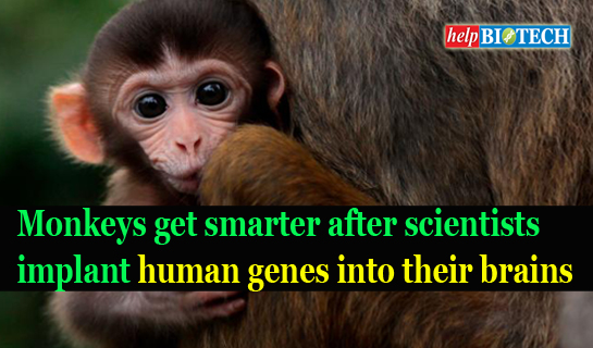 Monkeys get smarter after scientists implant human genes into their brains