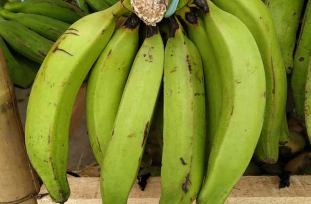 Trend Terbaru Pisang Kapas, Pohon Pisang