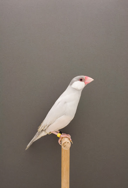 Bird in front of grey background