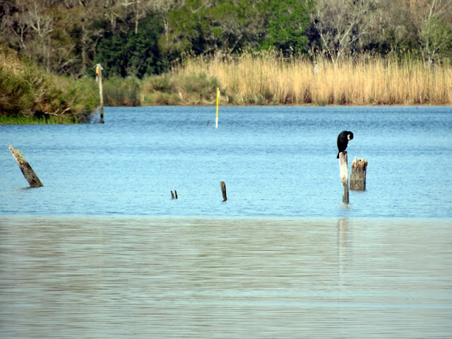 Armand Bayou Nature Center