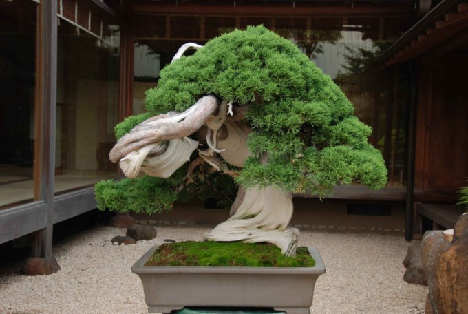 10 Bonsai Terindah dan Termahal di Dunia