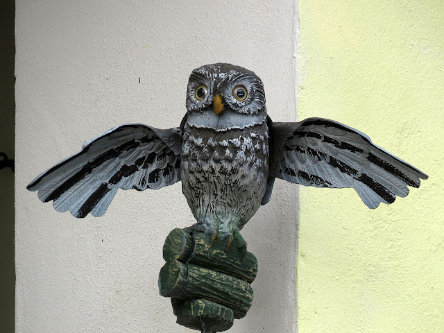 Owl on a balcony, Scali della Dogana d'Acqua, Livorno