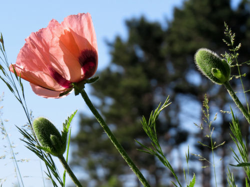 salmon poppy