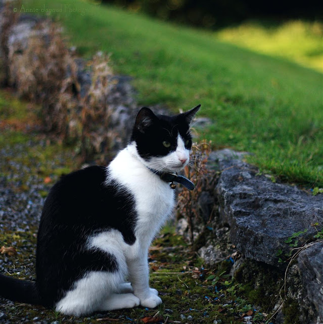 portrait of Mr Kitty 