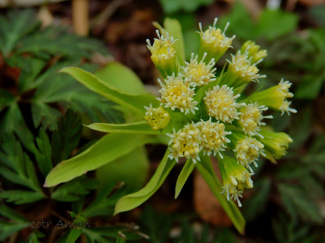 Petasites japonicus