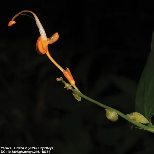 Six new species of Globba L. (Zingiberaceae) from Eastern Himalayas and Northeast India