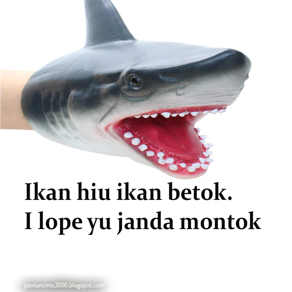 25 Pantun Ikan Hiu Romantis Abis