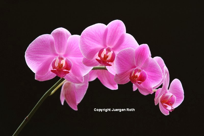 http://juergen-roth.artistwebsites.com/featured/the-pink-orchid-juergen-roth.html