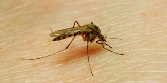Pengusir Nyamuk Alami 'Anti-Racun'