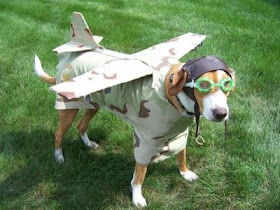 funny dog picture dressed up as a pilot and plane photo