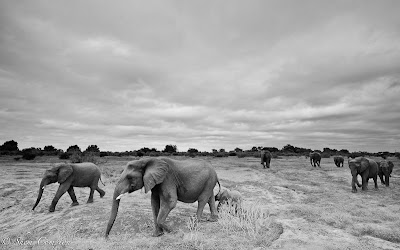 c4 images and safaris, mashatu, mashatu photo workshop