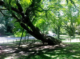 Parque Ibirapuera