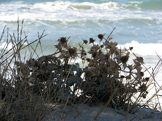 Beach Holly Mastichari