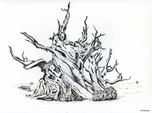 Dessin d'un arbre mort en noir et blanc