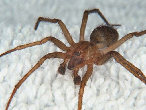 spider bite symptoms australia. spider bite symptoms australia
