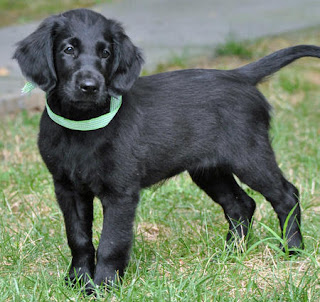 Flat Coated Retriever Puppies Picture