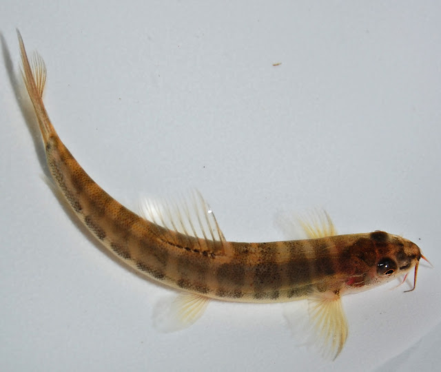 Mengenal Ikan Uceng (Nemachilus fasciatus)