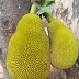 Green Jackfruit Hanging on the Tree