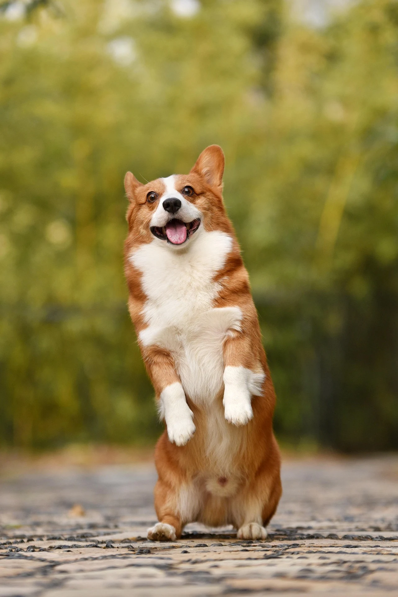 10 điều thú vị về chó Corgi