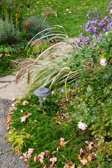 Dwarf Miscanthus sinensis 'Dixieland' flowering at the corner of the Driveway Garden.