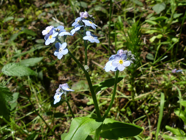 blue flowers with a little red in the new ones