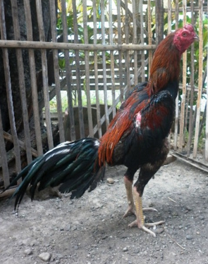 Gambar Ayam Bangkok Aduan Yang Istimewa | Gambar Foto Ayam ...
