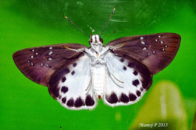 Water Snow Flat - Tagiades litigiosa Möschle skipper butterfly life cycle