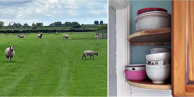 Sheep and new shelves