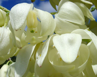 Yucca whipplei blooms