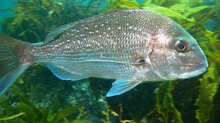 snapper, marine reserve