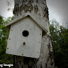 Building Bird Houses

