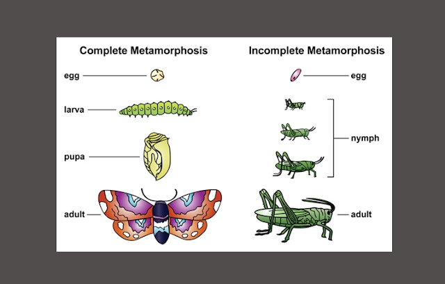 Complete Metamorphosis, Incomplete Metamorphosis, Hemitabolous Metamorphosis and Holometabolous Metamorphosis