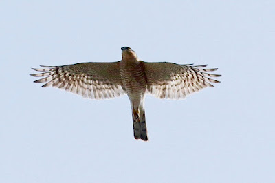 "Eurasian Sparrowhawk - Accipiter nisus, winter visitor gracing the Mount ABu sky."