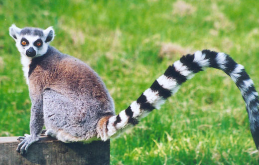 lemurs