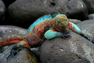 iguana Galapagos