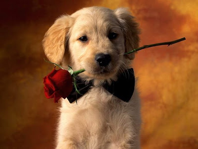 Cute Valentines  Wallpaper on Cute Dog Wallpaper For Valentine