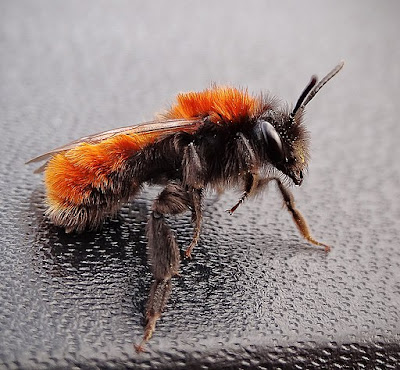 ginger ground mining bee