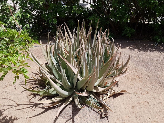 Vecchia Aloe vera con Polloni 