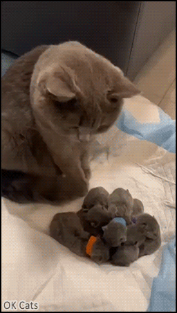 Cute Cat GIF • Mama cat: “Look humans, I'm the one who made this cute meowtain of blue furballs” [ok-cats.com]