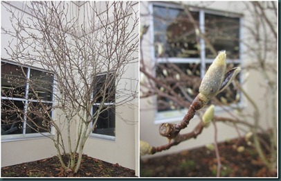 springlike2