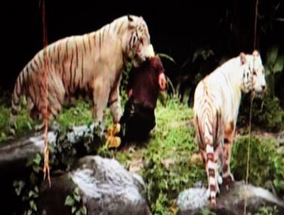 foto macan makan orang}