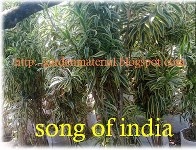 tanaman song of india