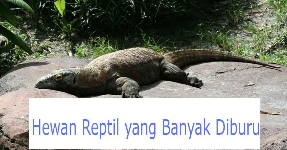 9 Hewan  Reptil  yang Banyak Diburu dan  Penjelasannya  