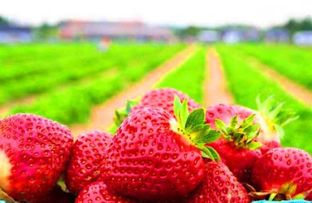 10 Ladang strawberry cameron highland! Terbaik di Brinchang & Tanah Rata
