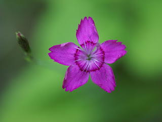 Oeillet à delta - Oeillet couché - Oeillet glauque - Dianthus deltoides 